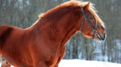 Sovietic headwood horse.ro